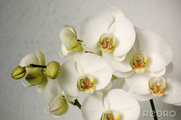 Poster Modische Orchideen auf grauem Hintergrund