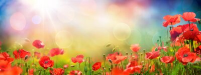 Mohnblumen auf einer Wiese im Sonnenlicht