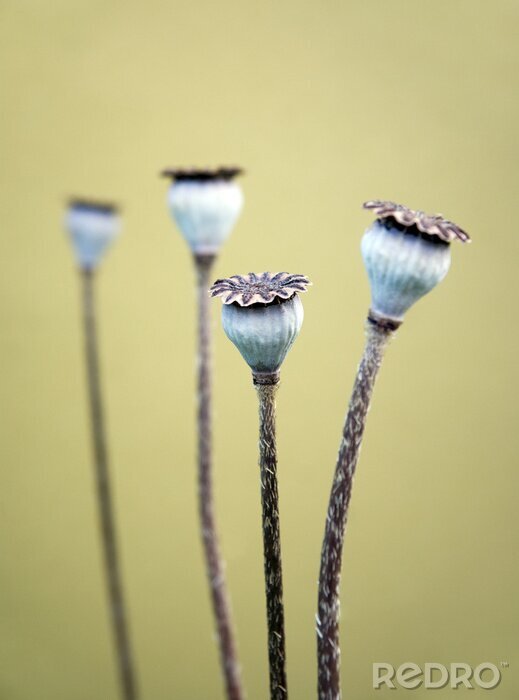 Poster Mohnblumen auf verschwommenem Hintergrund
