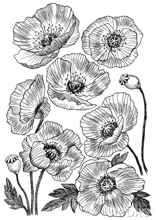 Poster Mohnblumen auf weißem Hintergrund mit Bleistift skizziert