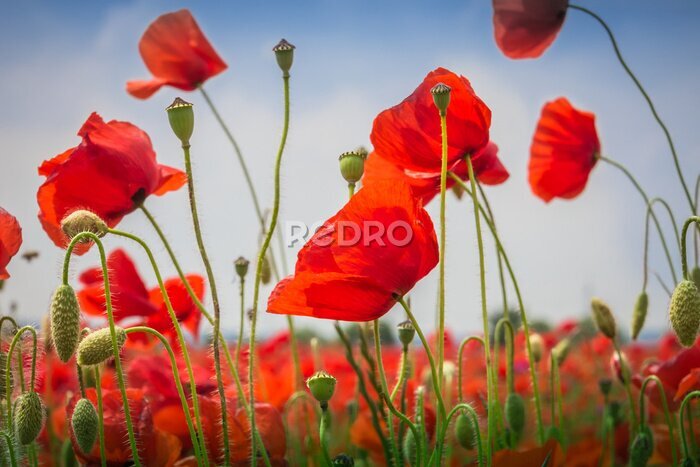 Poster Mohnblumen - Das Mohnfeld