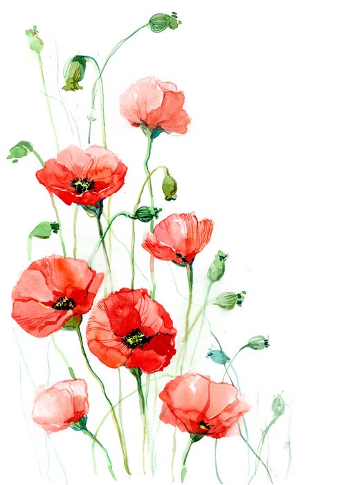 Poster Mohnblumen und Aquarellstiele