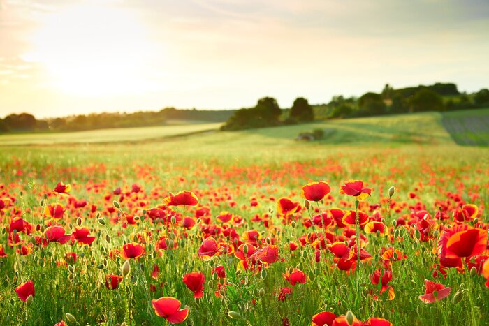 Poster Mohnblumen und Landschaft in der Sonne