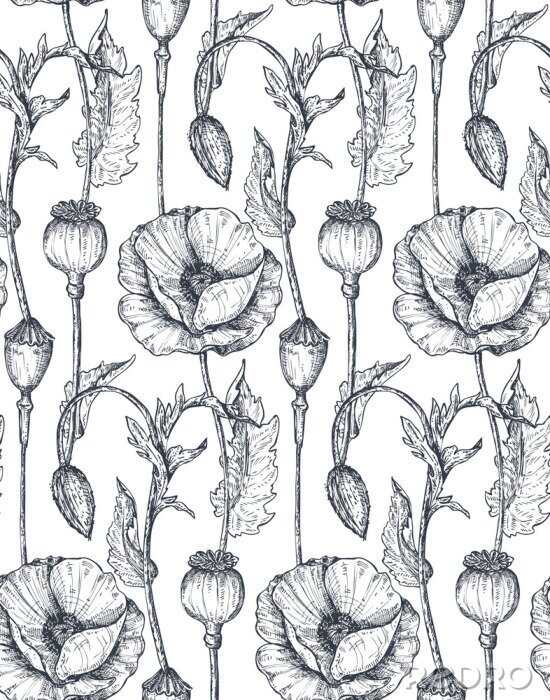 Poster Mohnblumen und Mohnköpfe skizziertes Muster