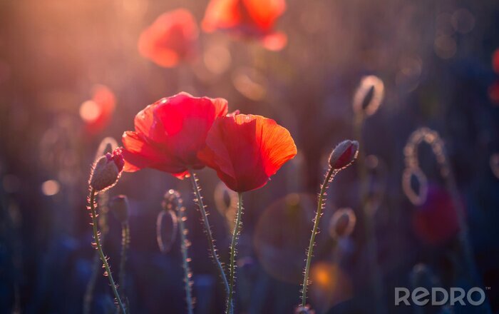 Poster Mohnblumen vor dem Hintergrund des Sonnenuntergangs