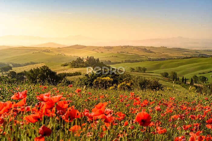 Poster Mohnblumenfeld vor einer wunderschönen Kulisse der Toskana