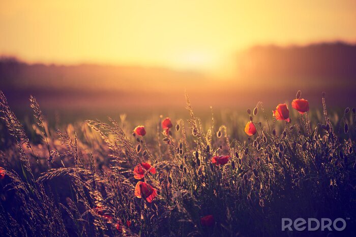 Poster Mohnblumenwiese und Sonnenuntergang