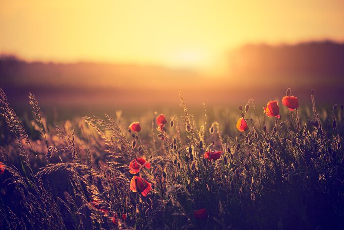 Poster Mohnblumenwiese und Sonnenuntergang