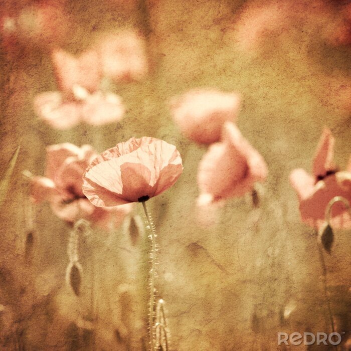 Poster Mohne unter Natur in Sepia