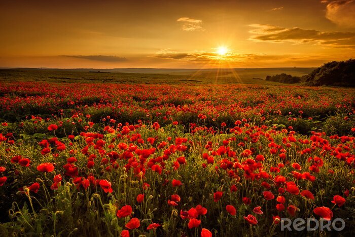 Poster Mohnfeld bei Sonnenuntergang