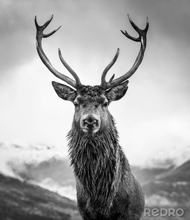 Poster Monarch of the Glen