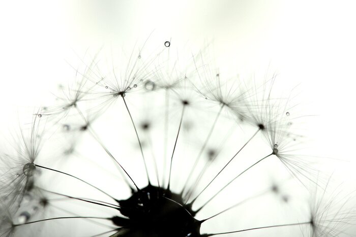 Poster Monochromatische Samen der Pusteblume