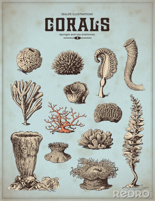 Poster Monochrome Korallentiere in verschiedenen Formen
