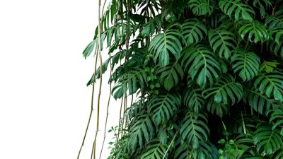 Fototapete Monstera auf weißem Hintergrund