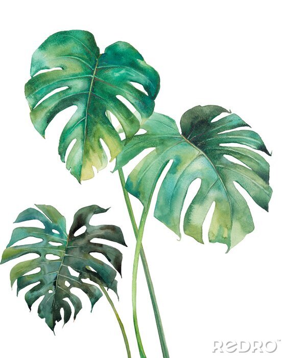 Poster Monstera-Blätter, gemalt mit Wasserfarben