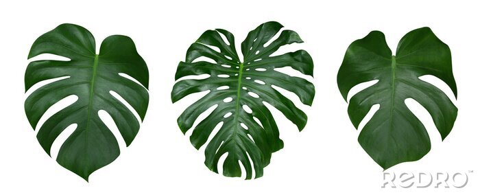 Poster Monstera Pflanze Blätter, die tropische immergrüne Reben isoliert auf weißem Hintergrund, Clipping-Pfad enthalten