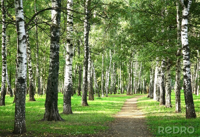 Poster Morgenweg und Birken