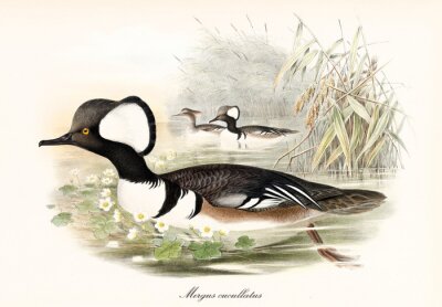 Multicolor plumaged duck looking bird Hooded Merganser (Lophodytes cucullatus) with its arched black beak swimming in the water of a pond. Detailed vintage art by John Gould publ. In London 1862-1873
