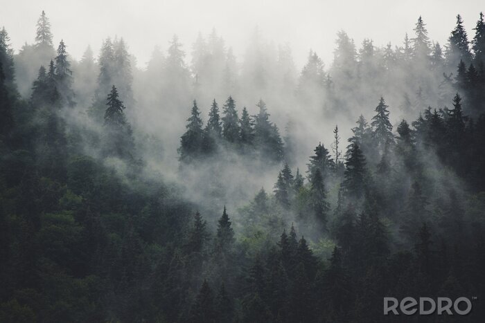 Poster Nachmittag im dunklen wald