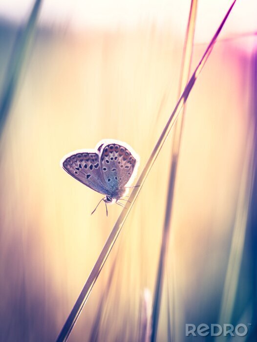 Poster Nachtfalter auf Grashalm