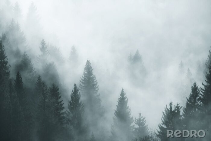 Poster Nadelbäume mit nebel im hintergrund
