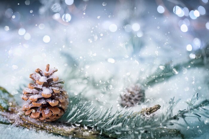 Poster Nadelzweig mit Tannenzapfen