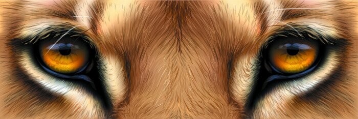 Poster Nahaufnahme der Augen eines Löwen