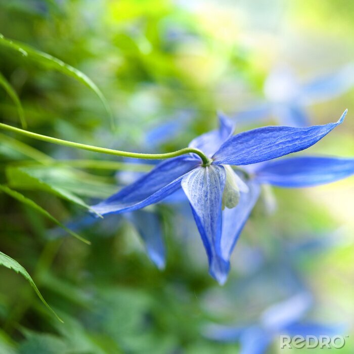 Poster Nahaufnahme der blauen Blume