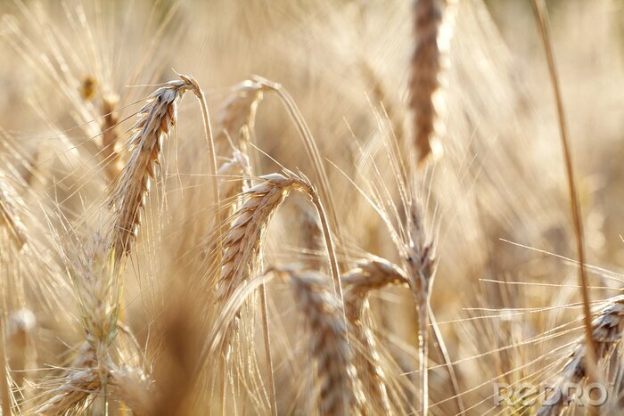 Poster Nahaufnahme des Weizens