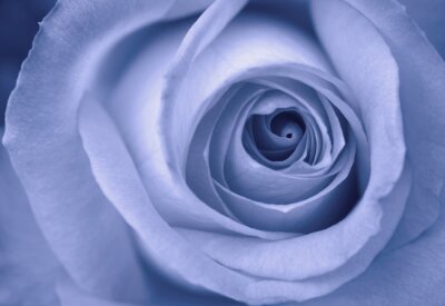 Poster Nahaufnahme einer blauen Rose