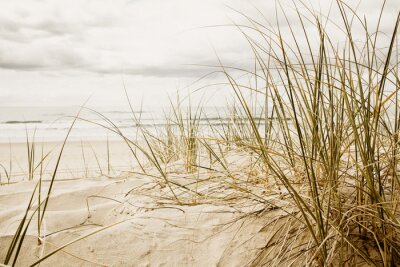 Nahaufnahme einer hohen Gras an einem Strand bei bewölktem Saison