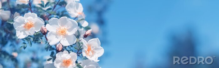 Poster Nahaufnahme eines Frühlingszweigs mit Blumen