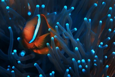 Nahaufnahme von Anemonenfisch im Korallenriff
