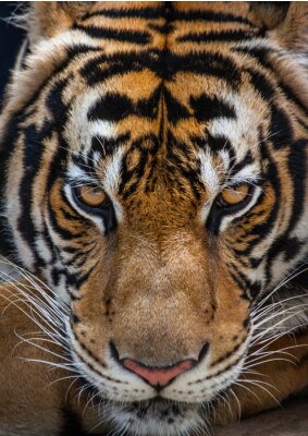 Nahaufnahme von Blick des Tigers