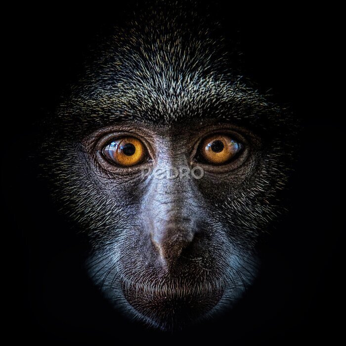 Poster Nahaufnahme von braunen Affenaugen