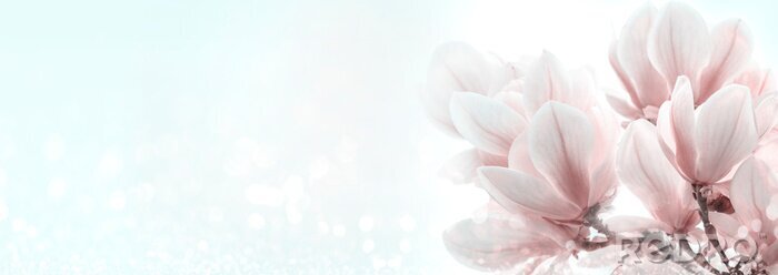 Poster Nahaufnahme von Magnolienblüten