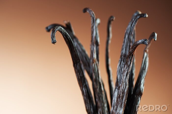 Poster Nahaufnahme von Vanille