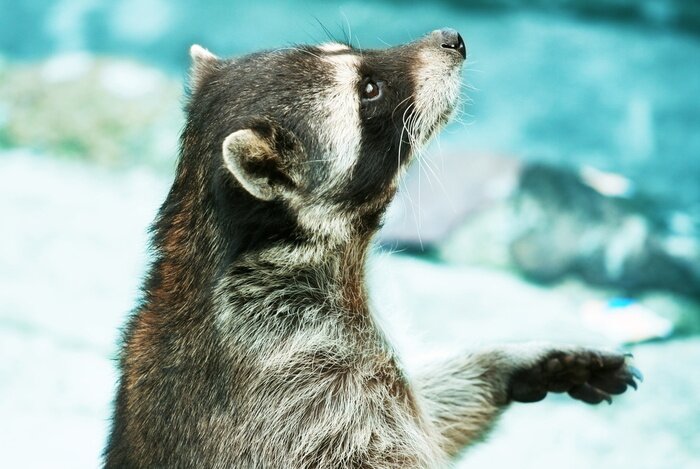 Poster Nahaufnahme Waschbär Tier