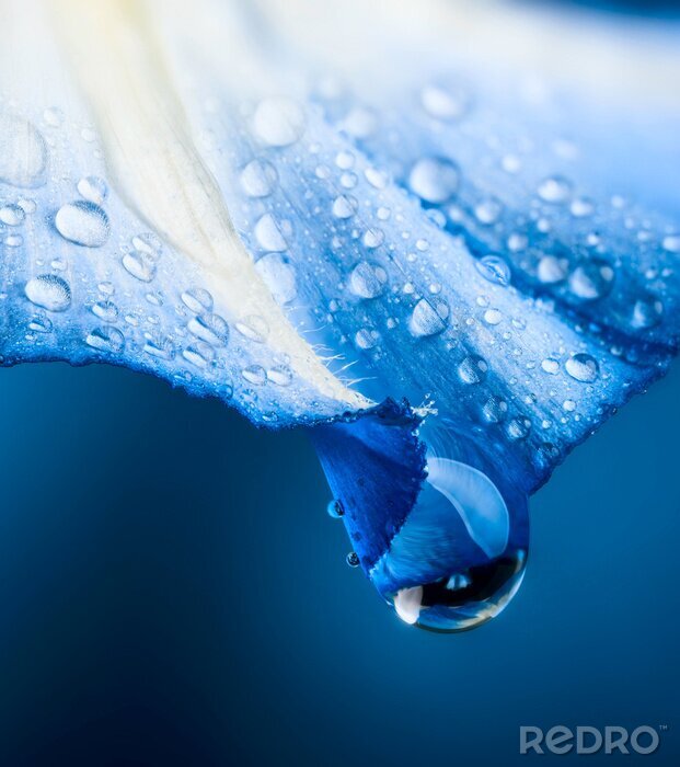 Poster Nasse blaue Blumenblüte