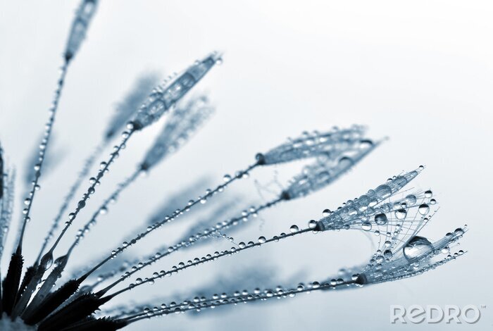 Poster Nasse Pusteblumensamen