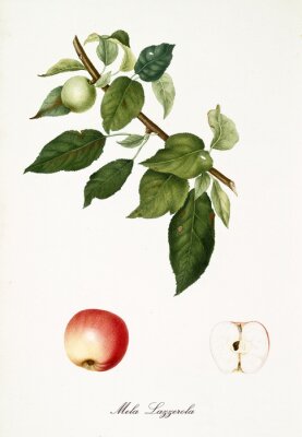 Poster Natürliche Entwicklungsstadien von Äpfeln