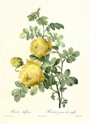 Poster Natürliche Skizze von gelben Rosen
