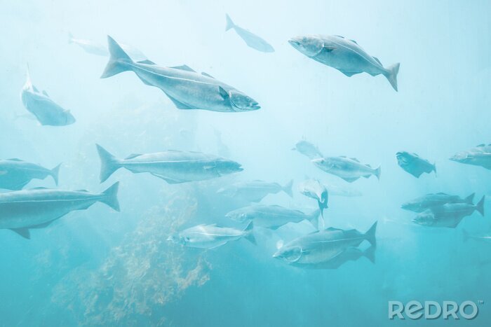 Poster Natürliche Unterwasserlandschaft