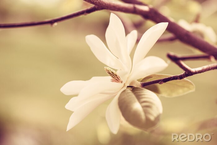 Poster Natur als weiße Magnolie