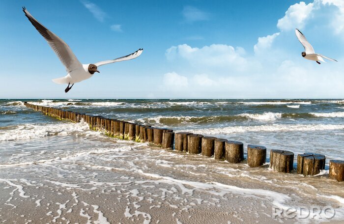 Poster Natur am Ostsee