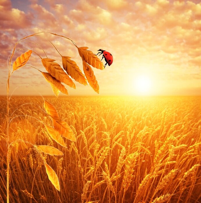 Poster Natur auf dem Feld mit Marienkäfer