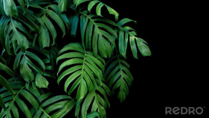 Poster Natur aus dem Dschungel auf schwarzem Hintergrund