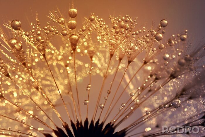Poster Natur aus der Nähe