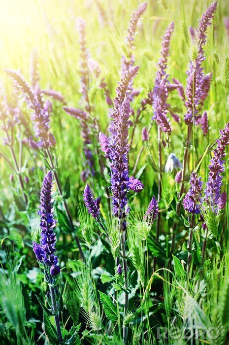 Poster Natur Blumen auf der Wiese