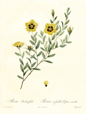Poster Natur der gelben Blüten an Zweigen